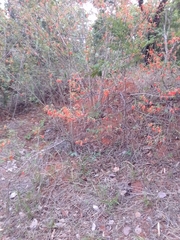 Helicteres brevispira