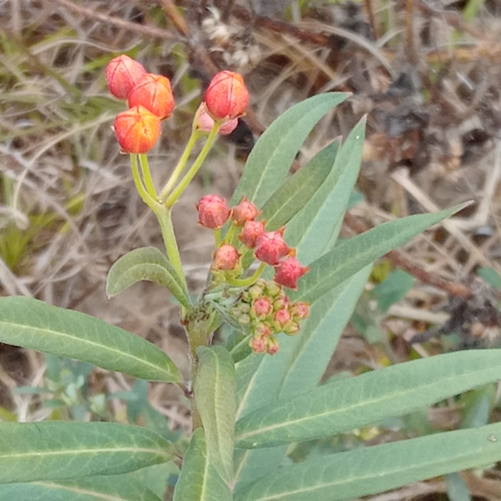 Asclepias curassavica