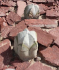 Astrophytum coahuilense