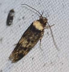 Sphyrelata