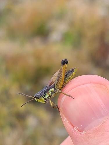 Styrian Plump Grasshopper