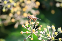 Eristalis tenax
