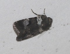 Thoracolopha flexirena