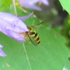 Syrphus knabi