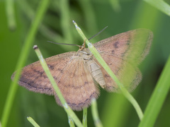 Idaea serpentata