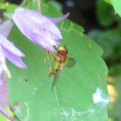 Syrphus knabi