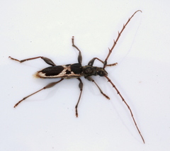 Coptocercus crucigerus