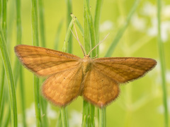 Idaea serpentata