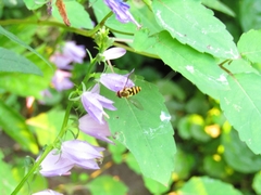Syrphus knabi