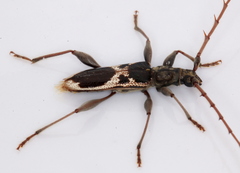 Coptocercus crucigerus