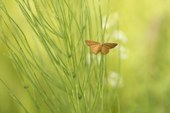 Idaea serpentata