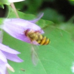 Syrphus knabi