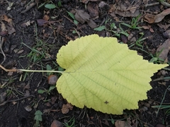 Corylus colurna