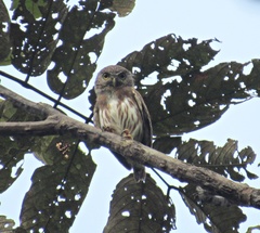 Glaucidium hardyi