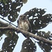 Mochuelo Amazónico - Photo (c) David Pedroza Guimarães, algunos derechos reservados (CC BY-NC), subido por David Pedroza Guimarães