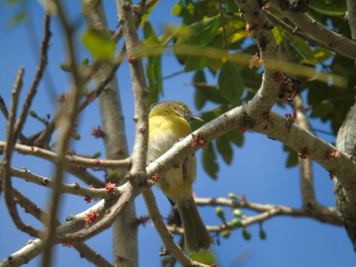 Lemon-chested Greenlet (Hylophilus thoracicus), photo 6