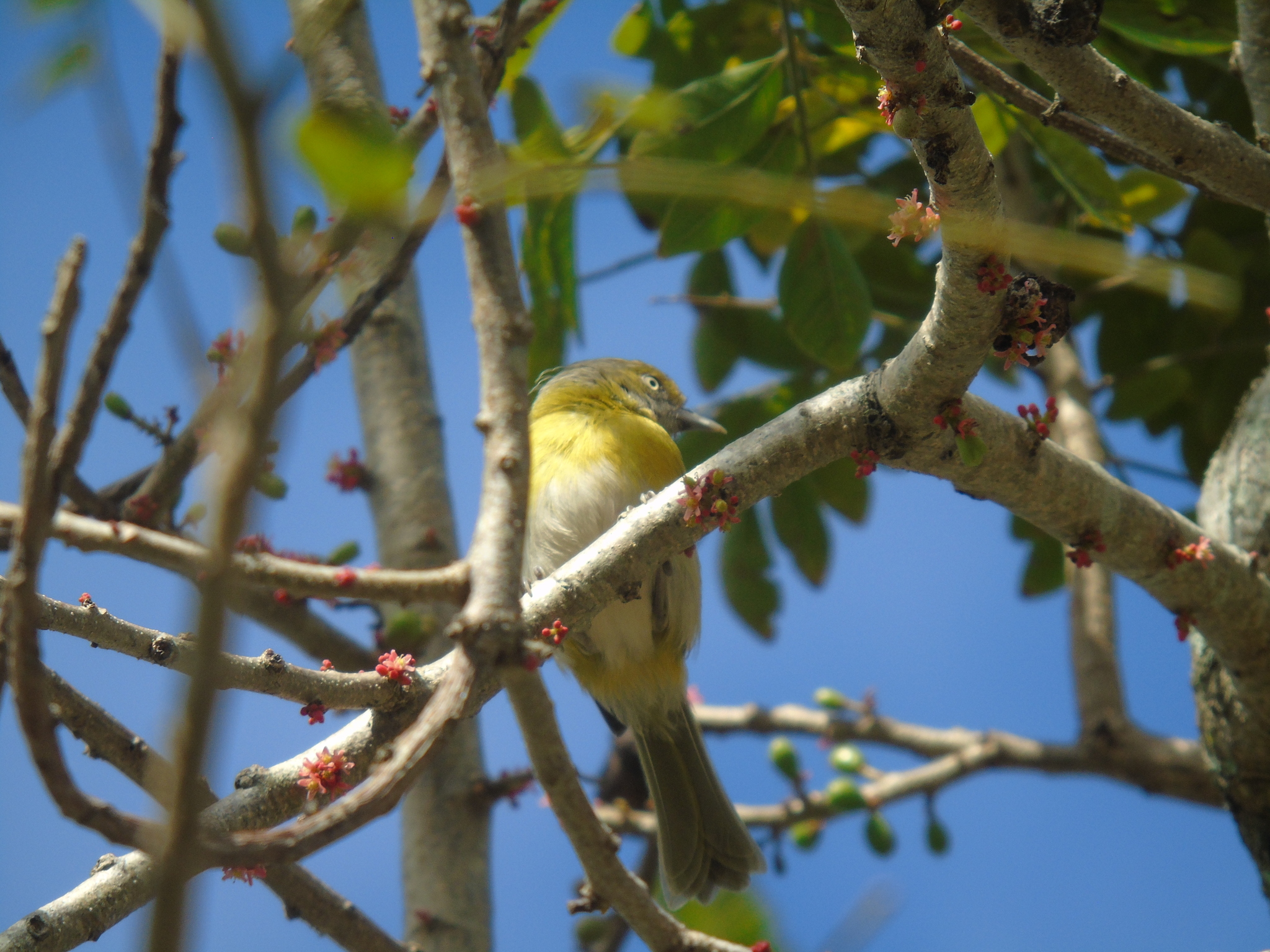 Lemon-chested Greenlet (Hylophilus thoracicus), photo 6