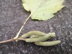 Corylus colurna