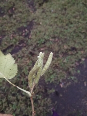 Corylus colurna