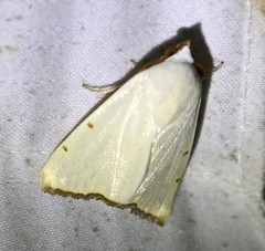 Xanthodes amata
