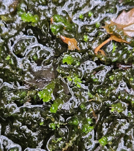 Compressed Flapwort (Nardia compressa)