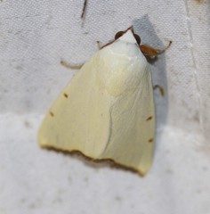 Xanthodes amata