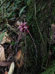 Herrania balaensis