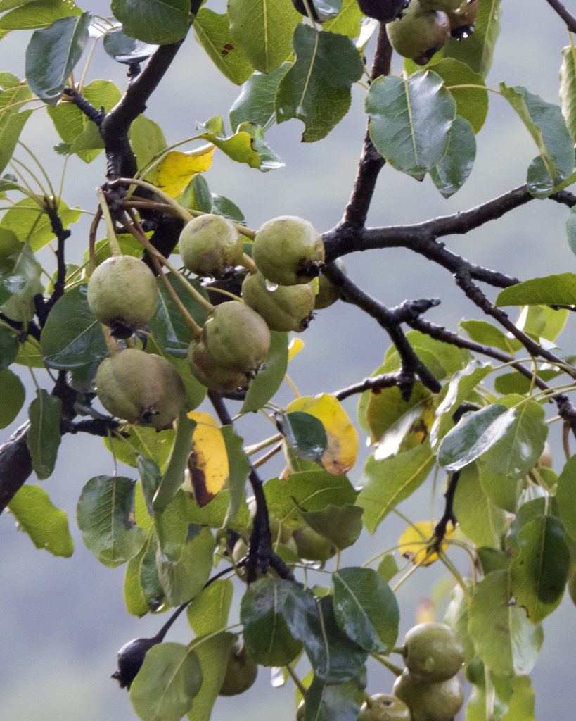 Pyrus hyrcana