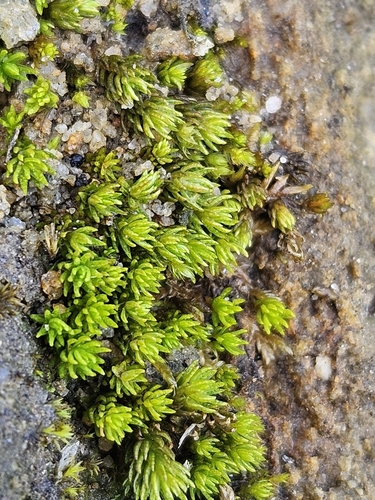 Hercynian Hair Moss (Oligotrichum hercynicum)