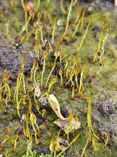 naked flag-moss (Discelium nudum)