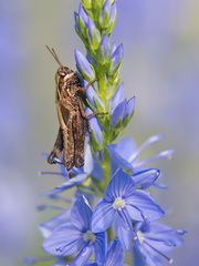Omocestus
