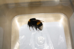 Bombus