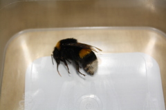 Bombus