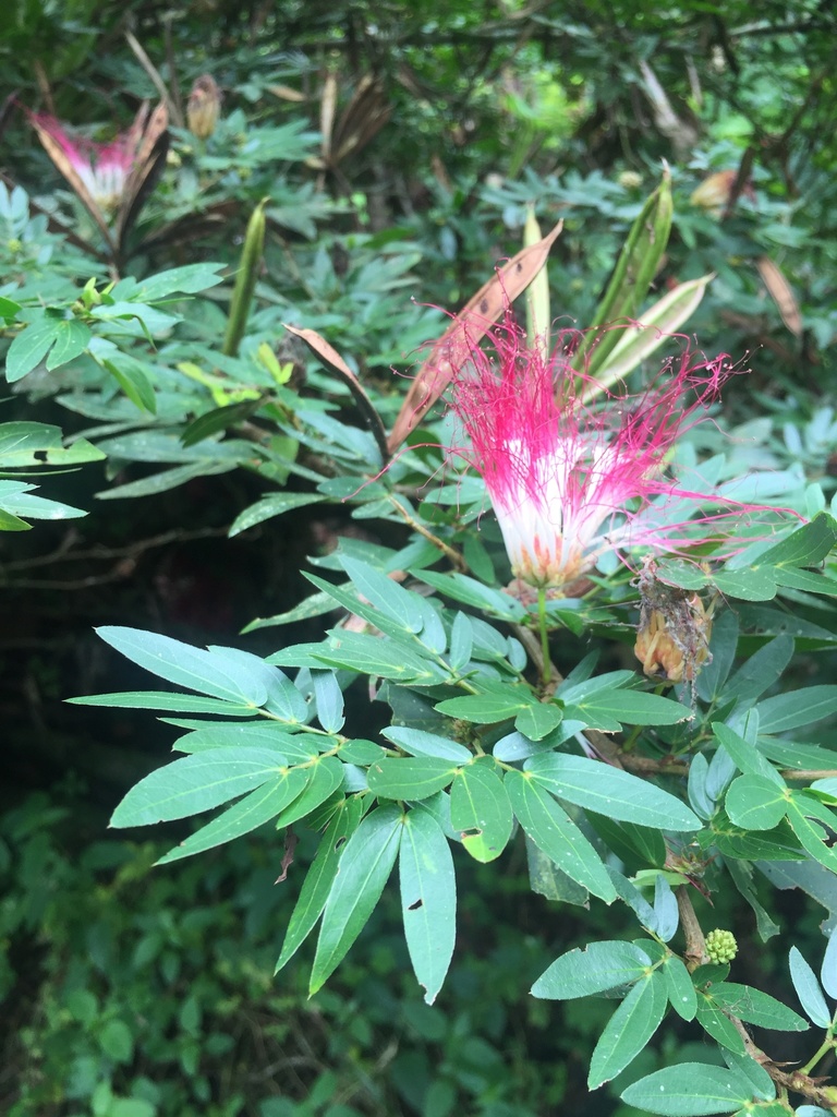 Calliandra angustifolia