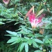 Calliandra angustifolia - Photo (c) gmena, μερικά δικαιώματα διατηρούνται (CC BY-NC)