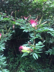 Calliandra angustifolia