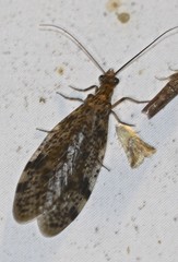 Archichauliodes guttiferus