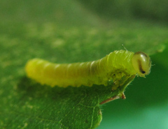 Pristiphora leucopus