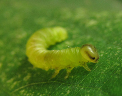 Pristiphora leucopus