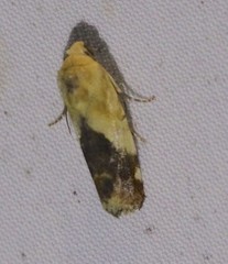 Acontia detrita