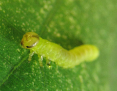 Pristiphora leucopus