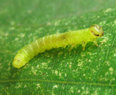 Pristiphora leucopus
