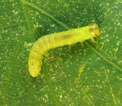 Pristiphora leucopus