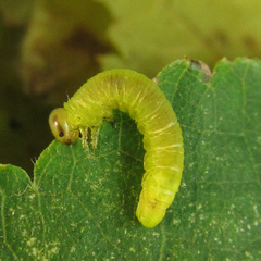 Pristiphora leucopus