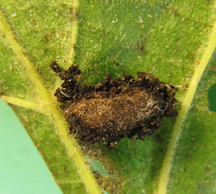 Pristiphora leucopus