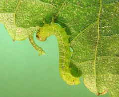 Pristiphora leucopus