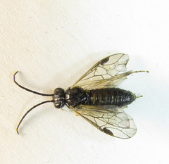 Pristiphora leucopus