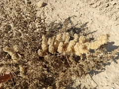 Halogeton