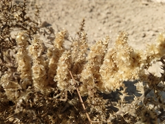 Halogeton