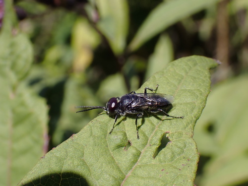 Astata unicolor photo 2